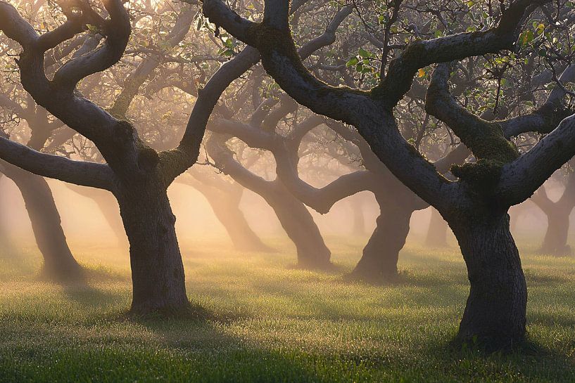 Apple orchard in morning mist by Art & Soul Creations