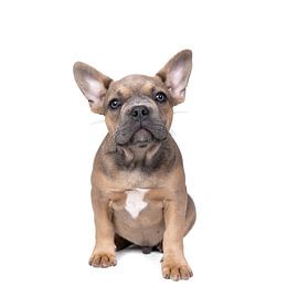 Schattige french buldog puppy zit en kijkt naar camera