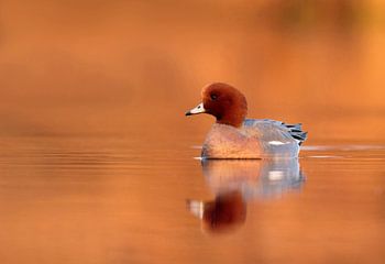Man Smient in ochtend licht