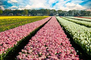 Tulpenfelder in den Niederlanden