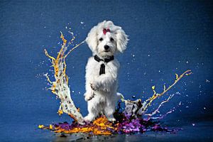 Portrait dynamique d'un chien blanc avec des éclaboussures de couleur