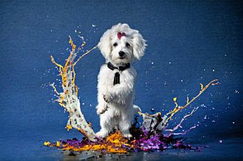 Dynamisches Porträt weißer Hund mit Farbspritzern