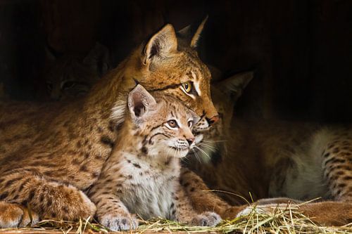 lynx moeder (grote kat) speelt met een schattig klein lynx poesje, vriendelijk en lief.