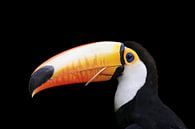 Tukan auf Schwarz - Brasilien von Erwin Blekkenhorst Miniaturansicht