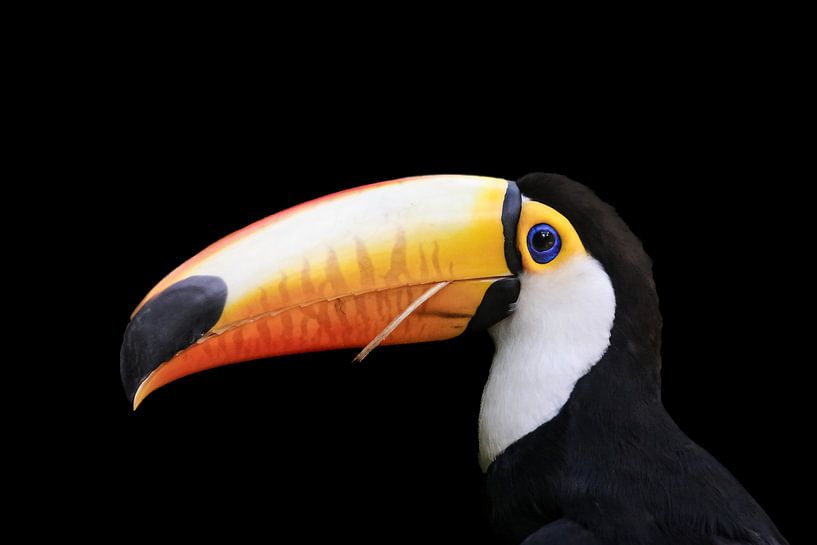 Tukan auf Schwarz - Brasilien von Erwin Blekkenhorst