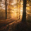 Herfstlicht bij de Loonse en Drunense Duinen van Zwoele Plaatjes