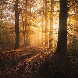 Herfstlicht bij de Loonse en Drunense Duinen van Zwoele Plaatjes