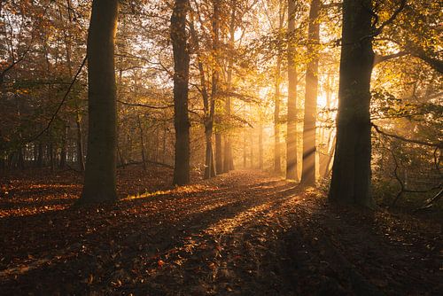 Herfstlicht bij de Loonse en Drunense Duinen