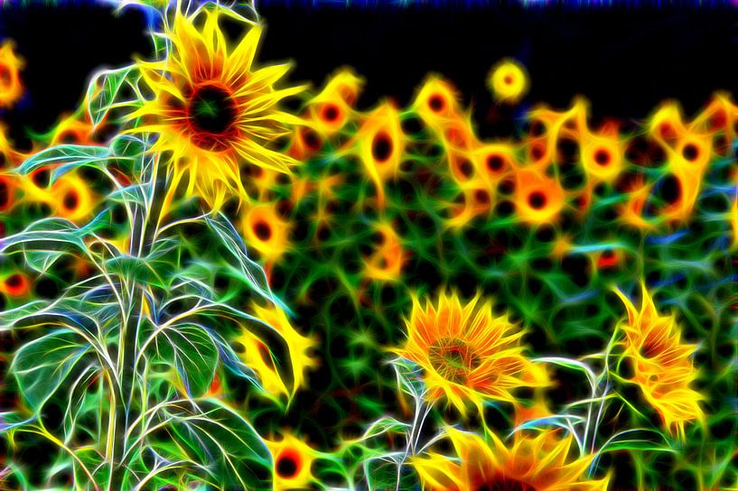 La beauté du tournesol par Edgar Schermaul