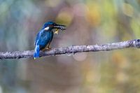 Kingfisher 3