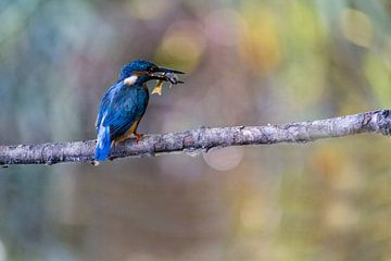 Eisvogel 3 von Liliane Jaspers