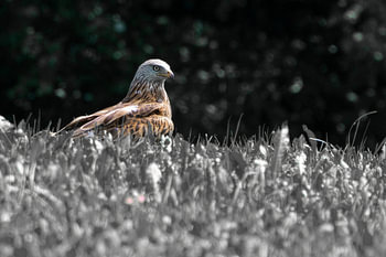 Between tranquillity and new beginnings – Red Kite