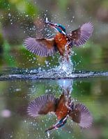 Kingfisher in full action with reflection in the water.