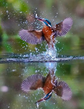 Eisvogel in voller Aktion mit Spiegelung im Wasser. von A.H. Stubij