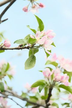 Pastel kleuren.