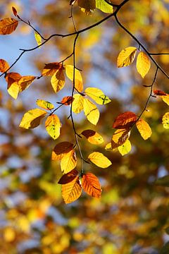 Goldener Herbst I von Meleah Fotografie