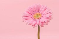 Roze gerbera