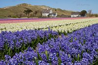 Hyacintenveld langs de duinen