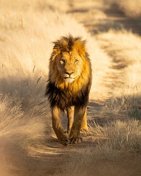 Leeuw in het ochtendlicht in Namibia van Sanne Molenaar