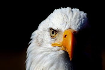 Sea eagle