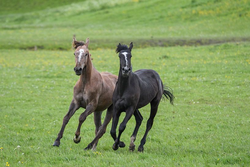 Zwei Pferde / Zwei Pferde von Henk de Boer