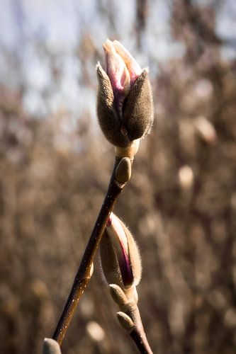 Magnolia in de knop
