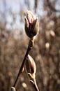 Magnolie in der Knospe von Jaimy Leemburg Fotografie Miniaturansicht