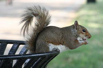 Squirrel in Washington by Anouk Davidse