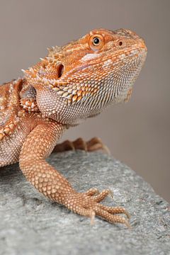 Baardagame (Pogona vitticeps) van Ronald Pol