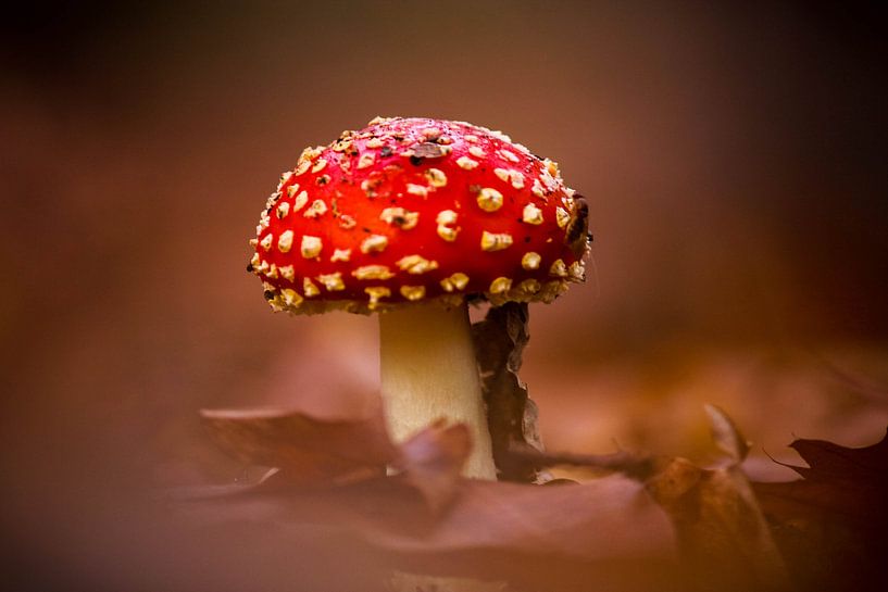 Mouche d'automne agaric par Iris Lobregt