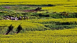 gelbe Rapsfelder von Werner Lehmann