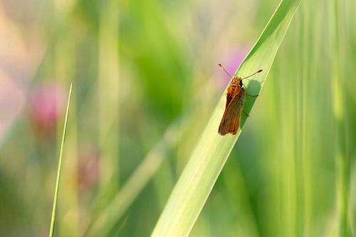 Dikkopje tussen het riet in de avondzon van Angelique Koops