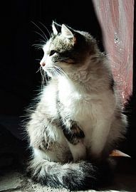 Silent Cat in Morning Light by Marijke Trienekens