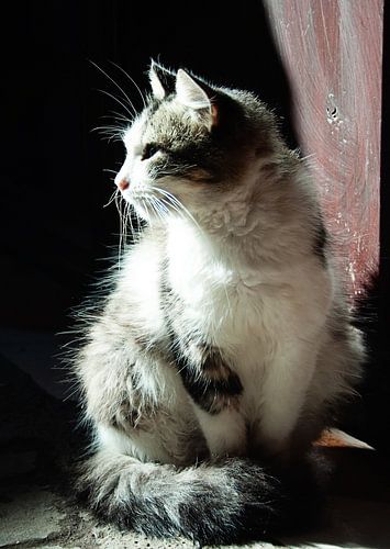 Silent Cat in Morning Light by Marijke Trienekens