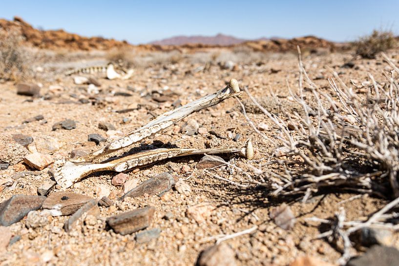 Schädel eines Tieres von Jeroen de Weerd