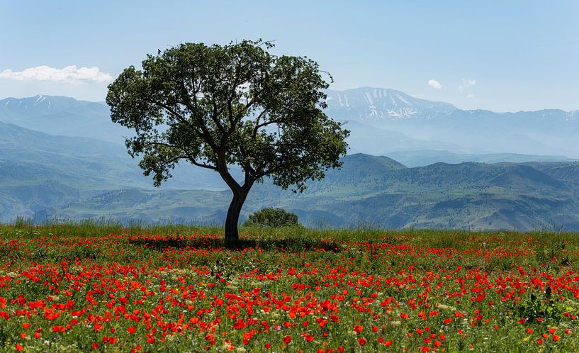 Arbre dans un champ de coquelicots par Daan Kloeg