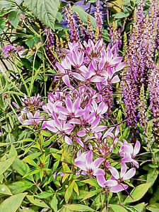 Violetter Blumenschmuck