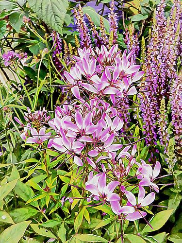 Hommage floral aux violettes