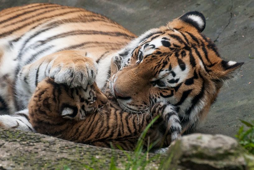 Siberische Tijger : DierenPark Amersfoort van Loek Lobel