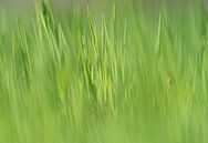 Close-up van gras met gerichte onscherpte in Jena van Wolfgang Unger thumbnail