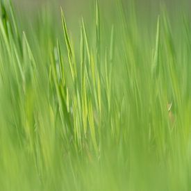 Close-up van gras met gerichte onscherpte in Jena van Wolfgang Unger