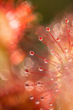 sundew 4 by Francois Debets