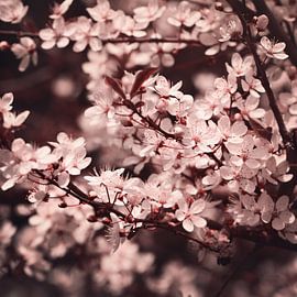 Frühlingsblüte II von Saskia Schotanus