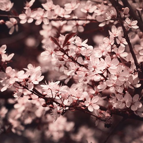 fleur de printemps II