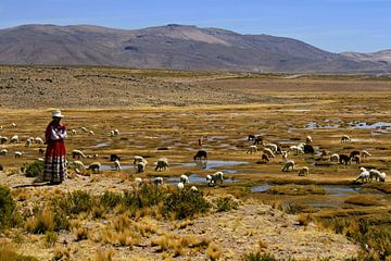 Peruanische Frau mit Lamas und Alpakas von Gert-Jan Siesling