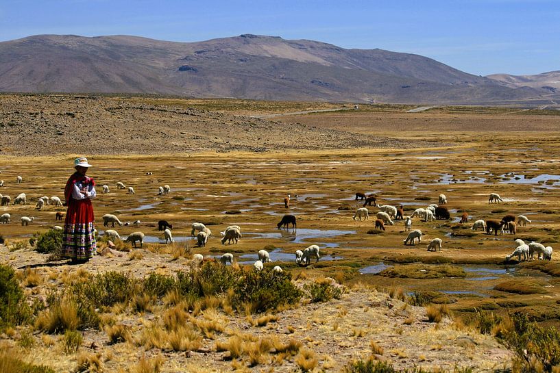 Femme péruvienne avec les lamas et les alpagas par Gert-Jan Siesling