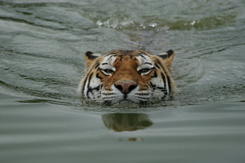 Siberische tijger