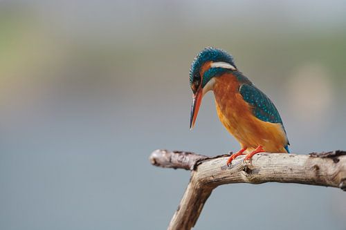IJsvogel - Concentratie
