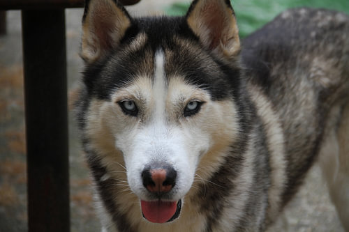 Husky Igor 1