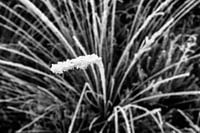 Grass